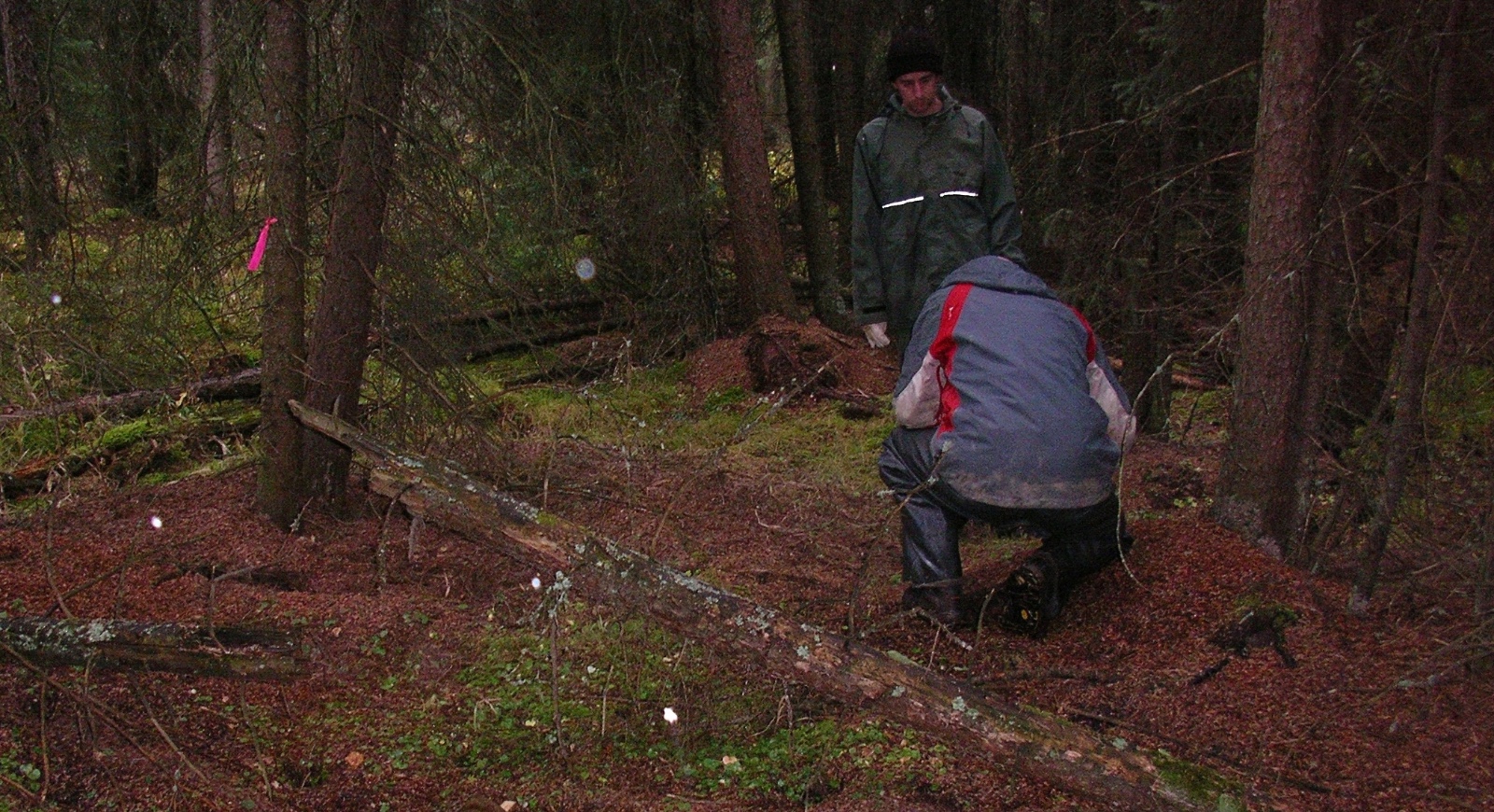 Steve and Eric at a red squirrel midden hibernacula at the pasture area